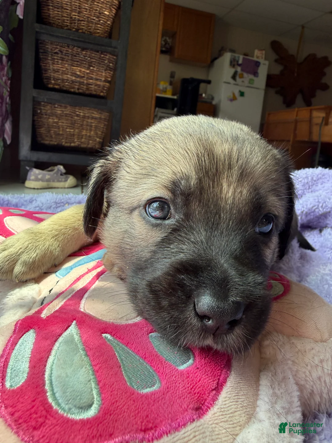 Mixed Breed dogs for sale: Felon - Ad 1