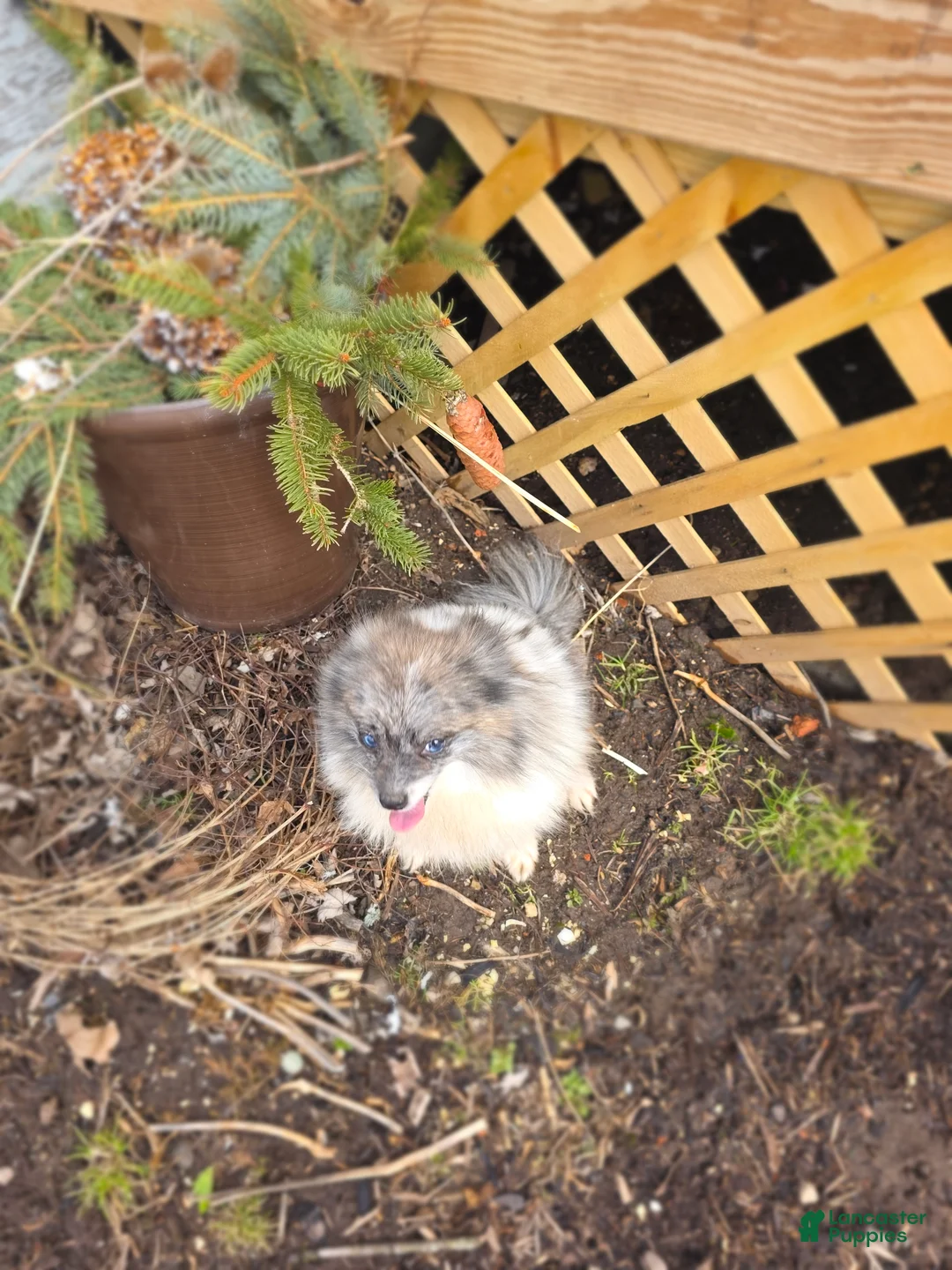 Pomeranian dogs for sale: Cleeto - Ad 10