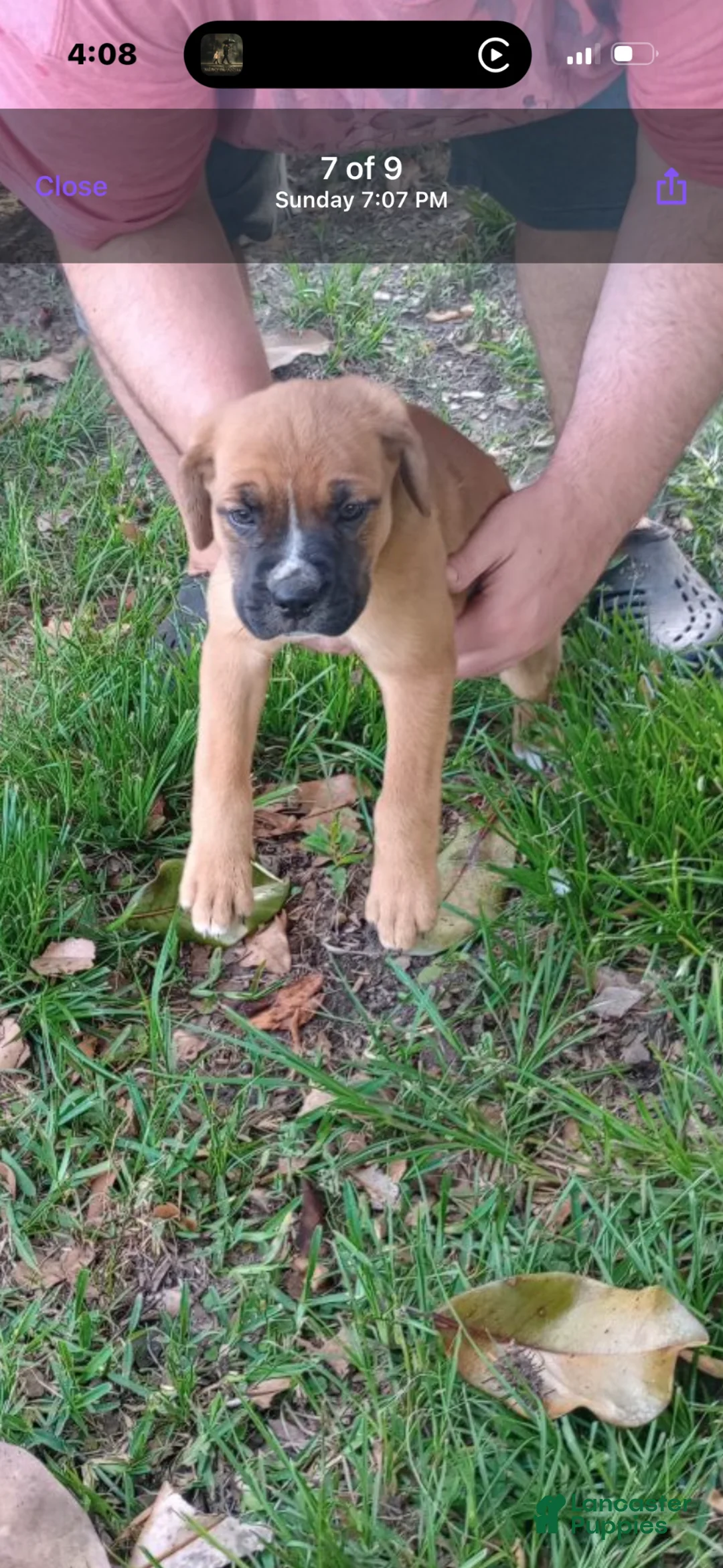 Boxer dogs for sale: Puppy 1 - Ad 1