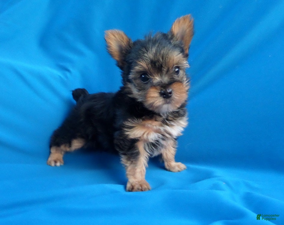 Yorkshire Terrier dogs Jenna  - Ad 11