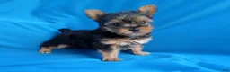 Yorkshire Terrier dogs for sale: Jenna  - Ad 1