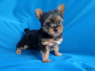 Yorkshire Terrier dogs Jenna - Ad 9