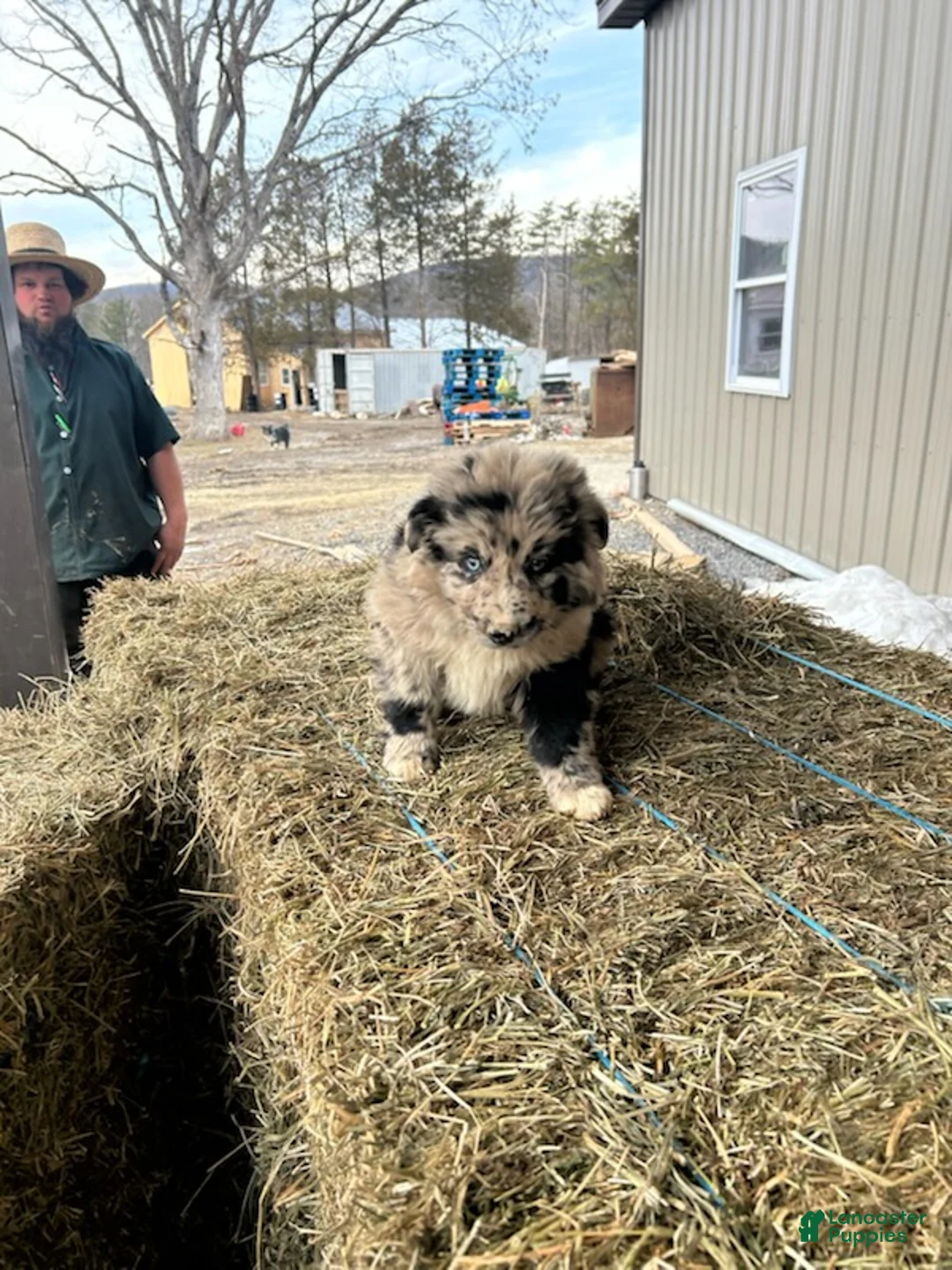 Australian Shepherd dogs for sale: Blue - Ad 1
