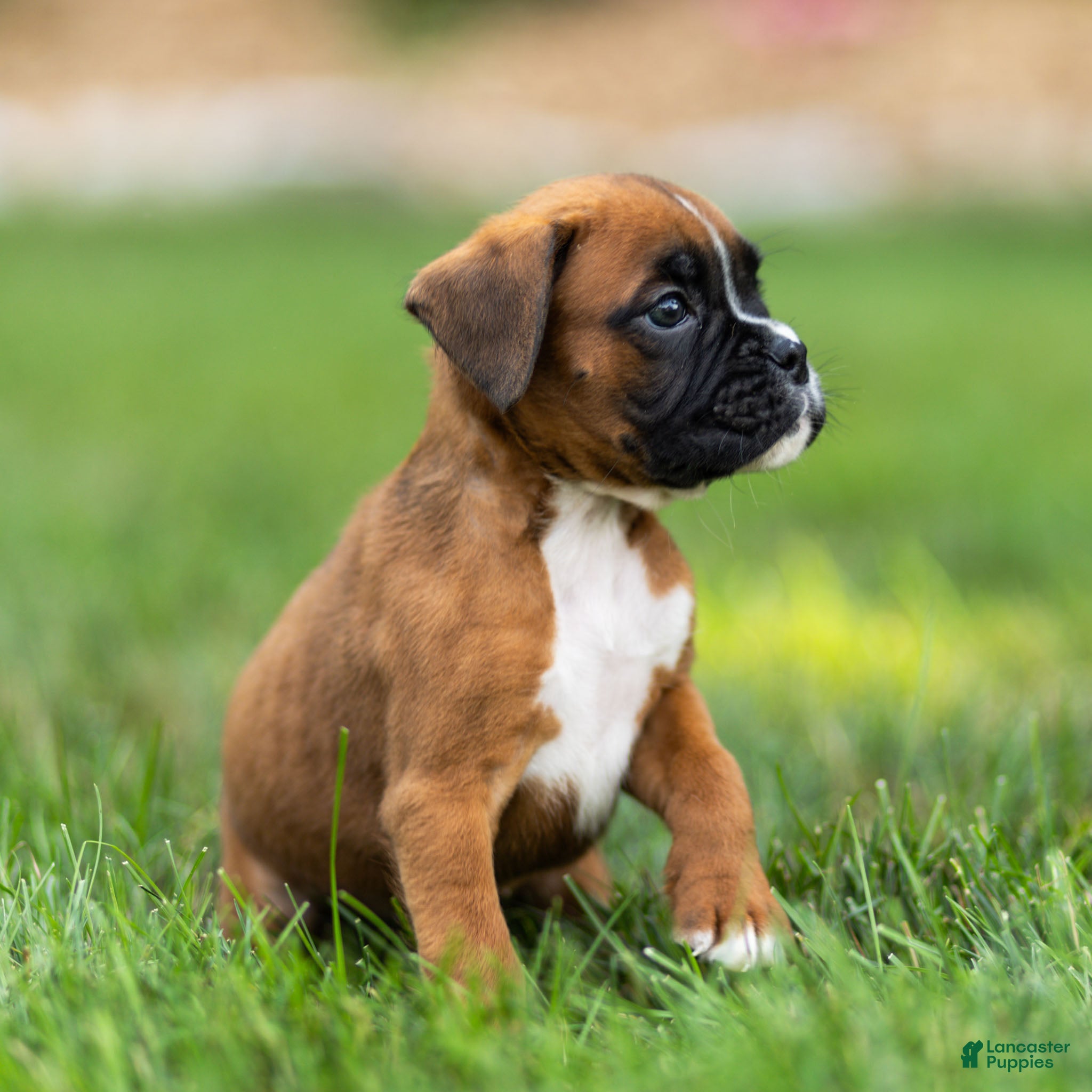 Boxer dogs Niki Boxer 4 - Ad 2