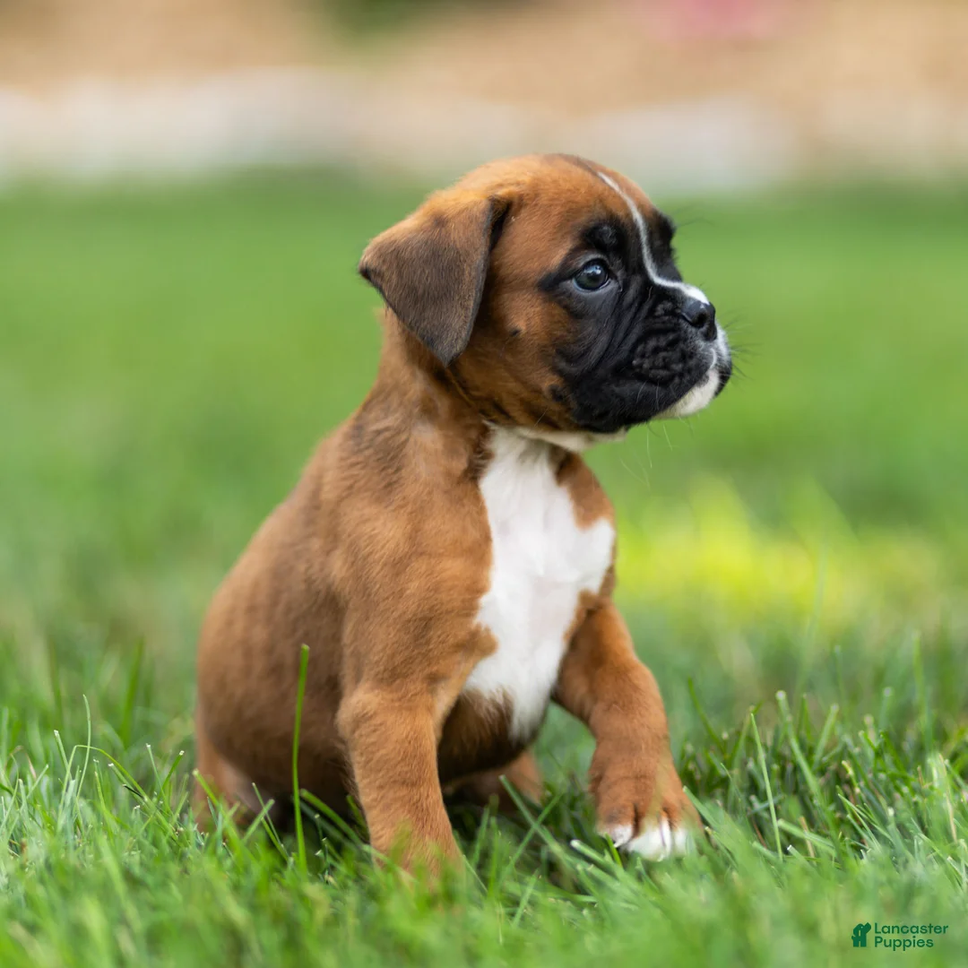 Boxer dogs for sale: Niki Boxer 4 - Ad 2