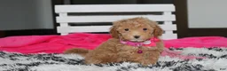 Bichpoo dogs for sale: Kalila  - Ad 7