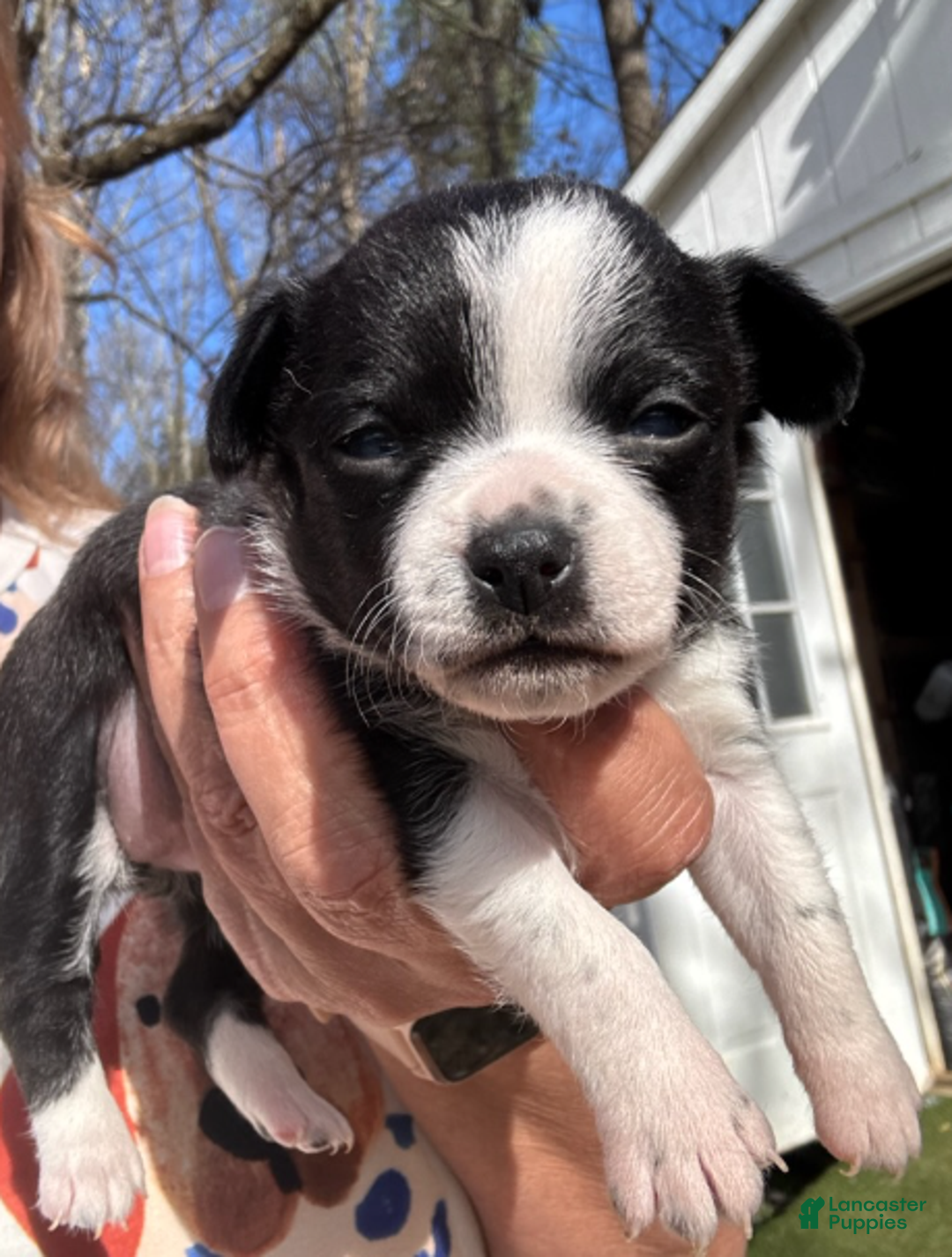 Chihuahua dogs for sale: Chihuahua Girl - Ad 2