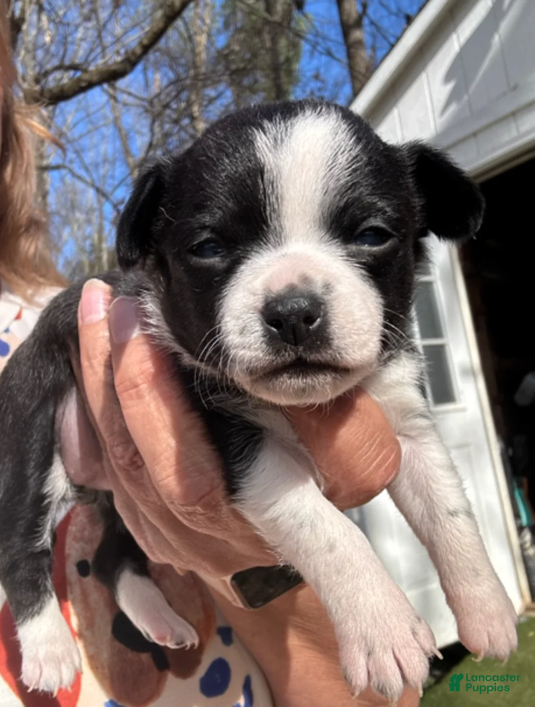 Chihuahua dogs for sale: Chihuahua Girl - Ad 2