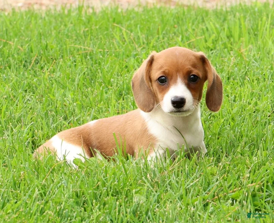 Miniature Dachshund dogs for sale: Hal - Ad 1