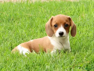 Miniature Dachshund dogs for sale: Hal - Ad 2