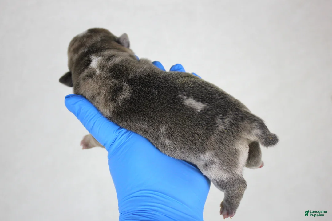 American Bully dogs for sale: Black Fawn Merle Female - Ad 11