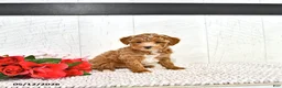 Miniature Poodle dogs for sale: Ranae - Ad 8