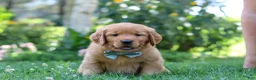 Golden Retriever dogs for sale: Hudson - Ad 5