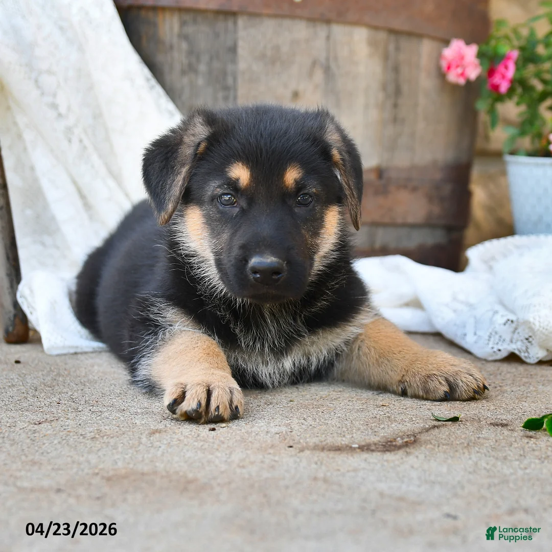 German Shepherd dogs for sale: Todd - Ad 2