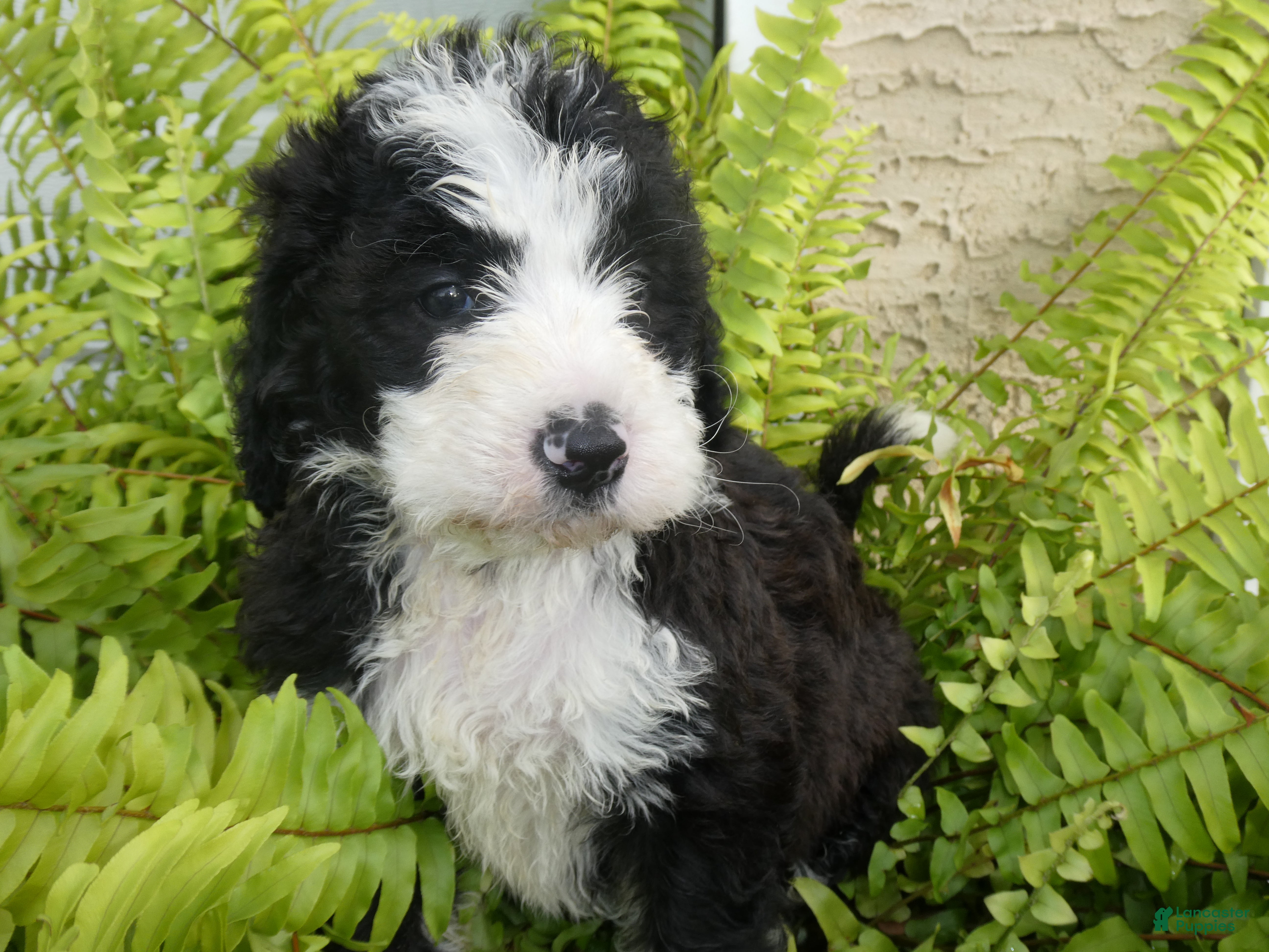 Bernedoodle dogs George - Ad 37