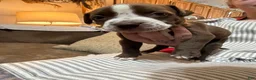 American Bully dogs for sale: American Bully 2 - Ad 4