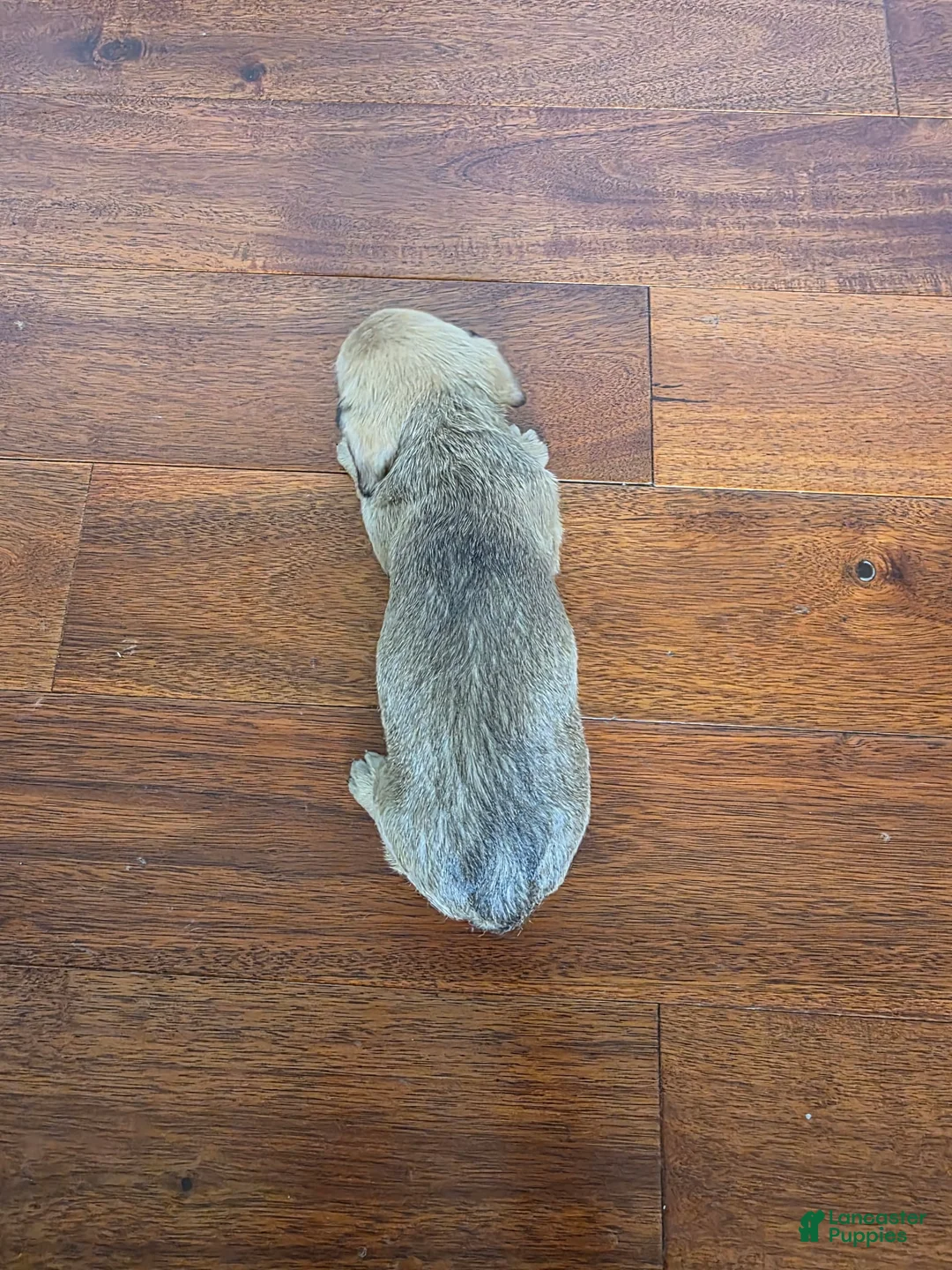 Miniature Dachshund dogs for sale: Karla  - Ad 2