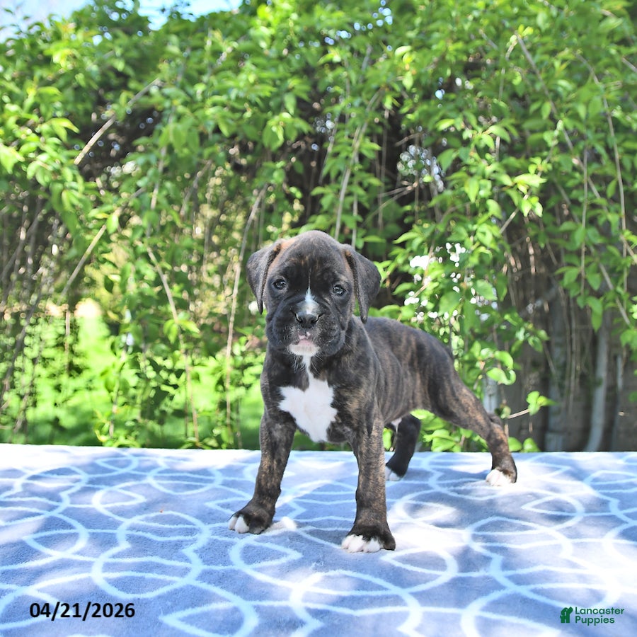 Boxer dogs Rocky - Ad 2