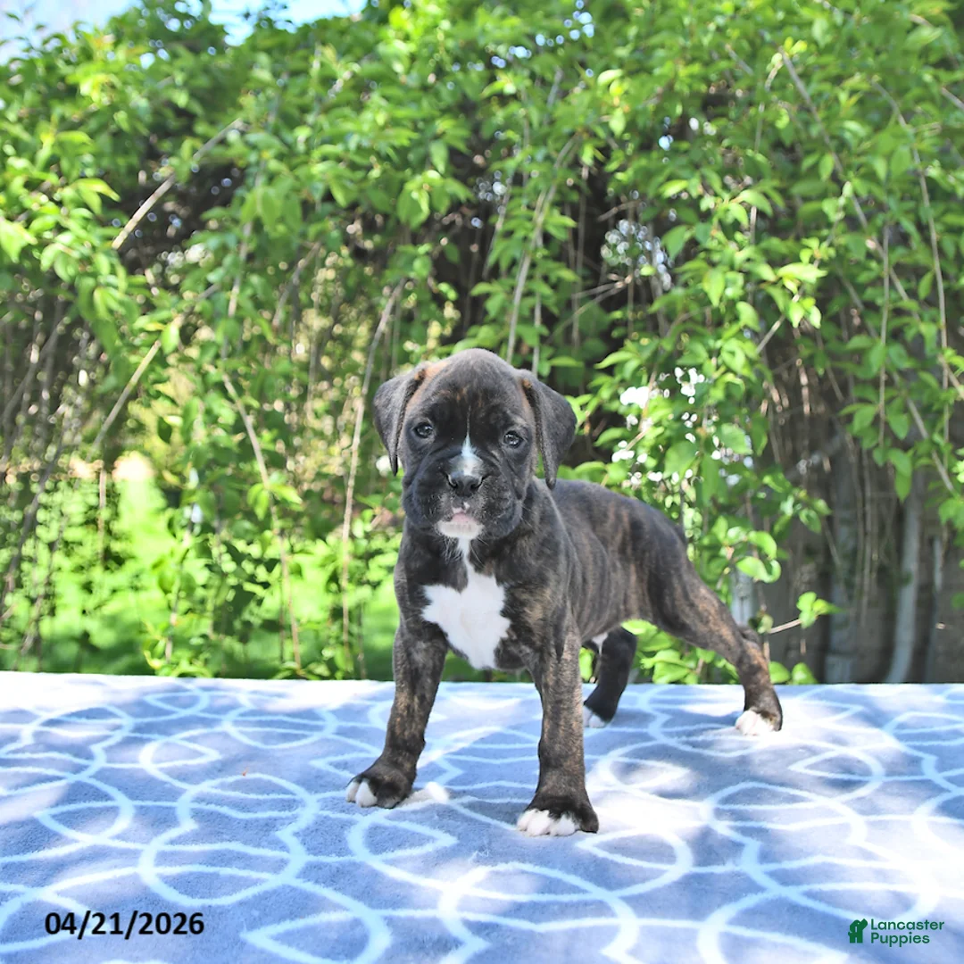 Boxer dogs for sale: Rocky - Ad 2