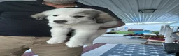 Great Pyrenees dogs for sale: Great Pyrenees 8 - Ad 1