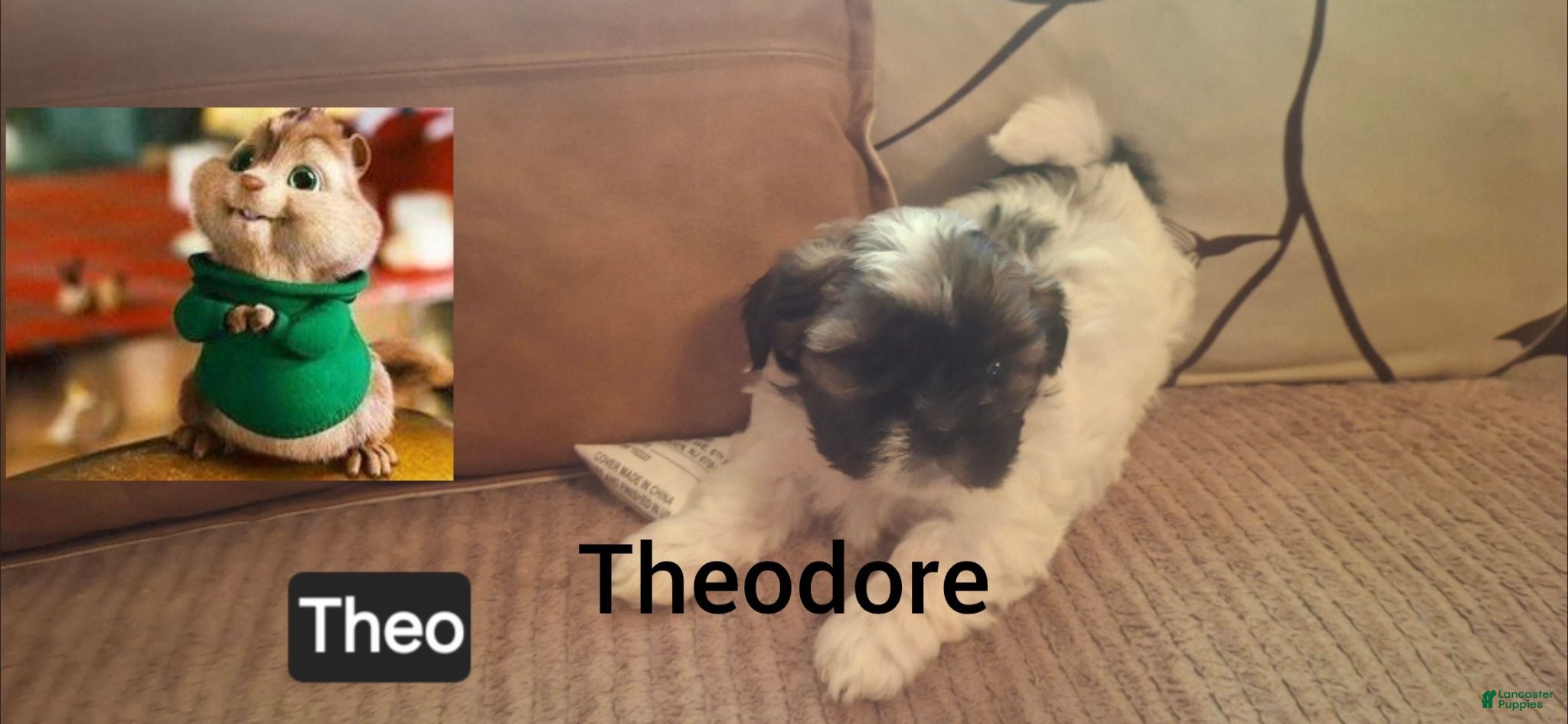 Shih Tzu dogs Shih Tzu 1 - Ad 34