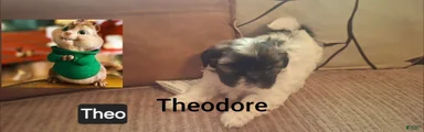 Shih Tzu 1
