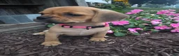Puggle dogs for sale: Stella - Ad 5