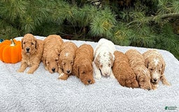Mini Goldendoodle dogs for sale: Sandra - Image 23