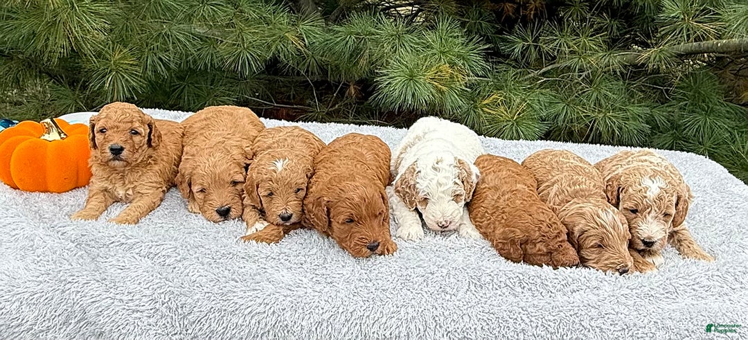 Mini Goldendoodle dogs for sale: Sandra - Image 23