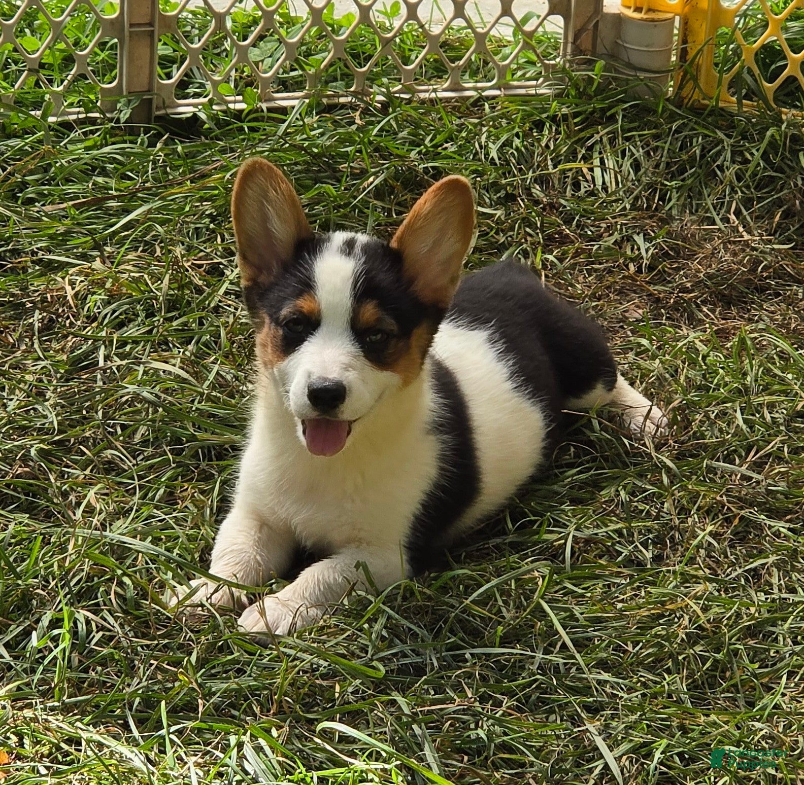 Welsh Corgi Pembroke dogs Oreo girl  - Ad 2