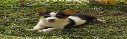 Welsh Corgi Pembroke dogs for sale: Oreo girl  - Ad 9