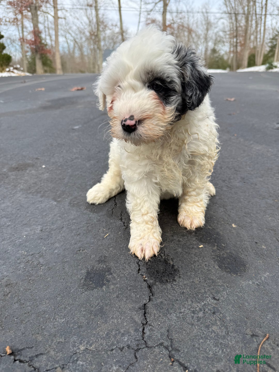 Mini Aussiedoodle dogs for sale: Mini Aussiedoodle Puppy 2 - Ad 2
