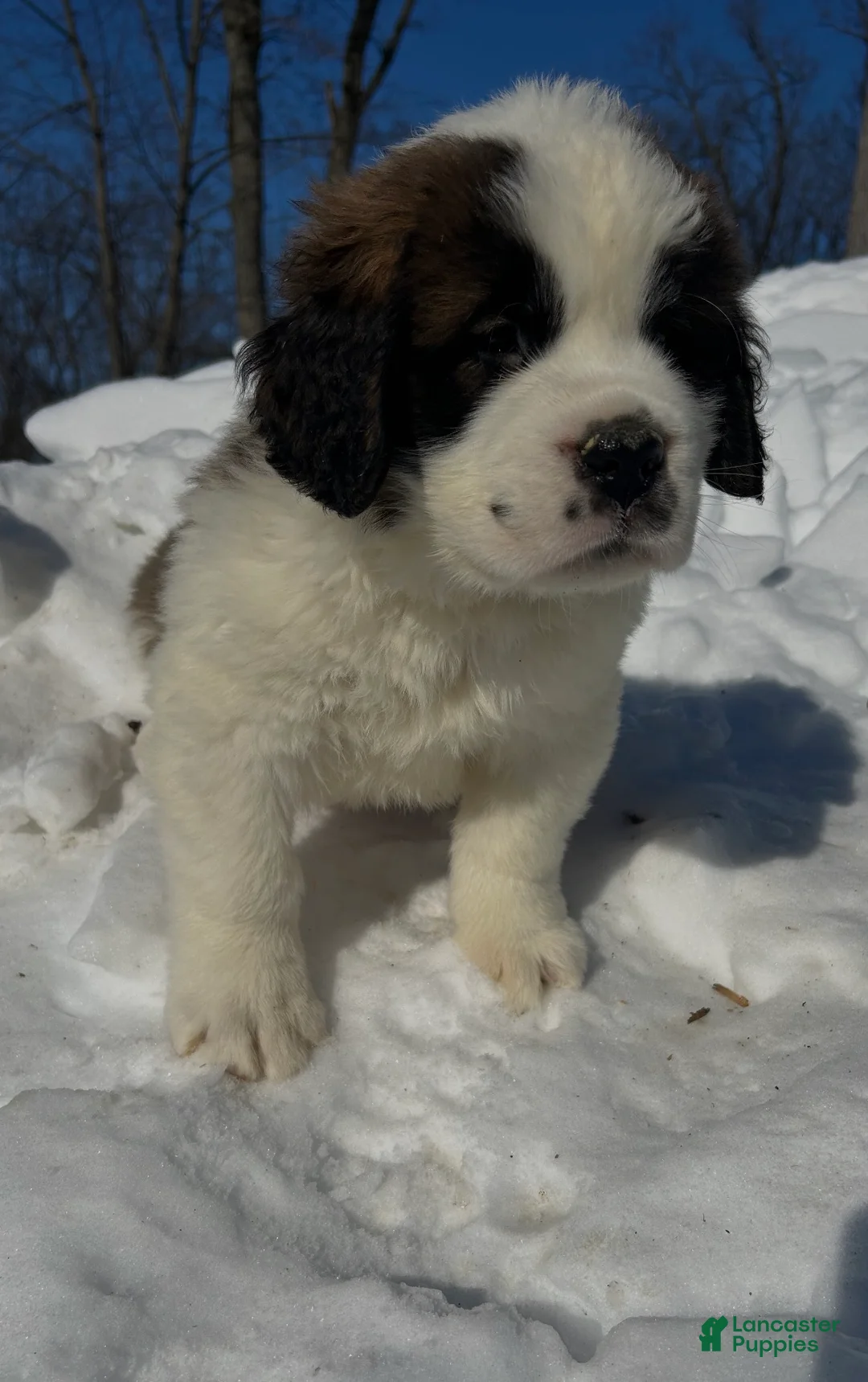 Saint Bernard dogs for sale: Bella - Ad 2