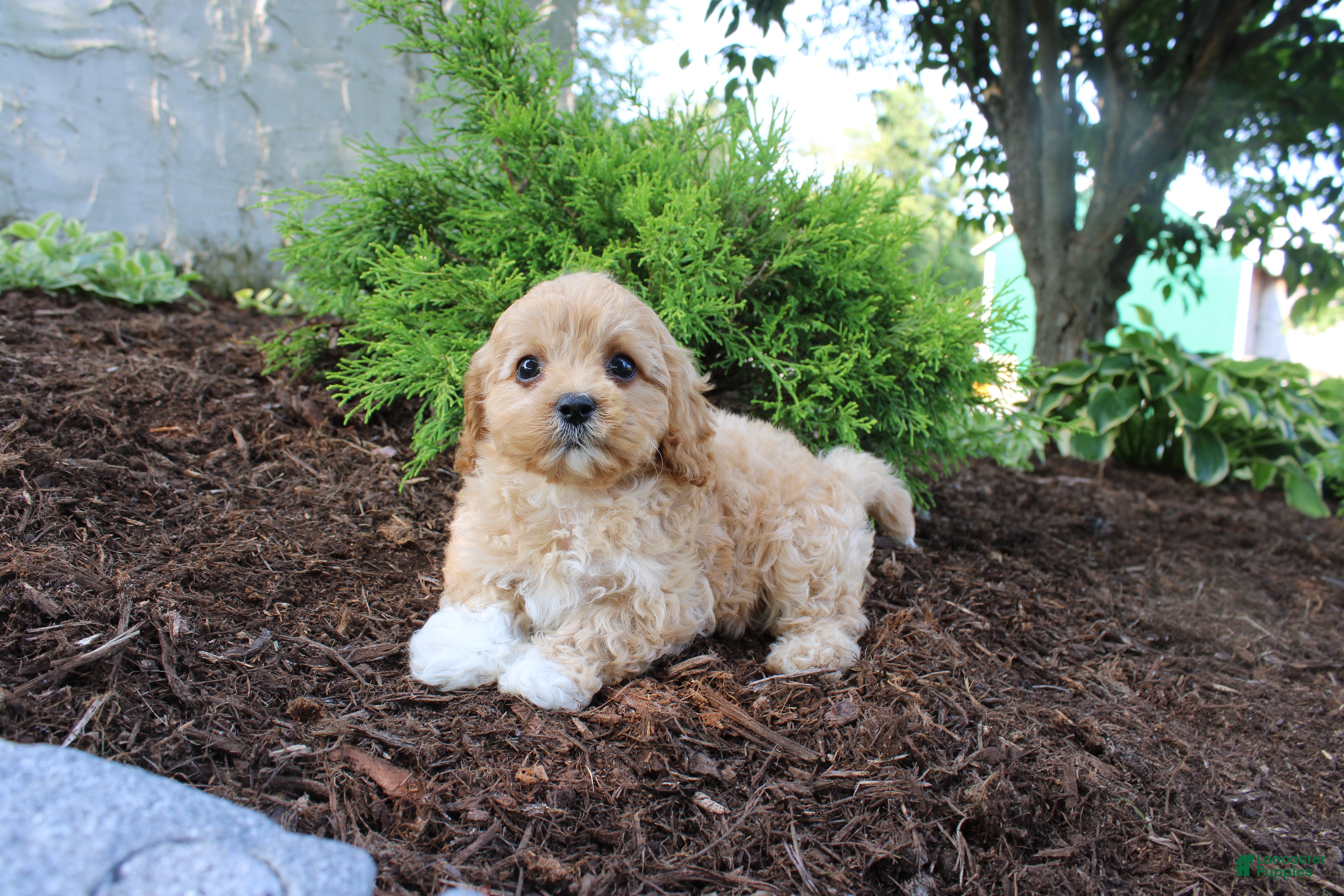 Cavapoo dogs Archer - Ad 2