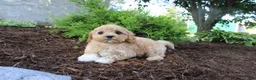 Cavapoo dogs for sale: Archer - Ad 2