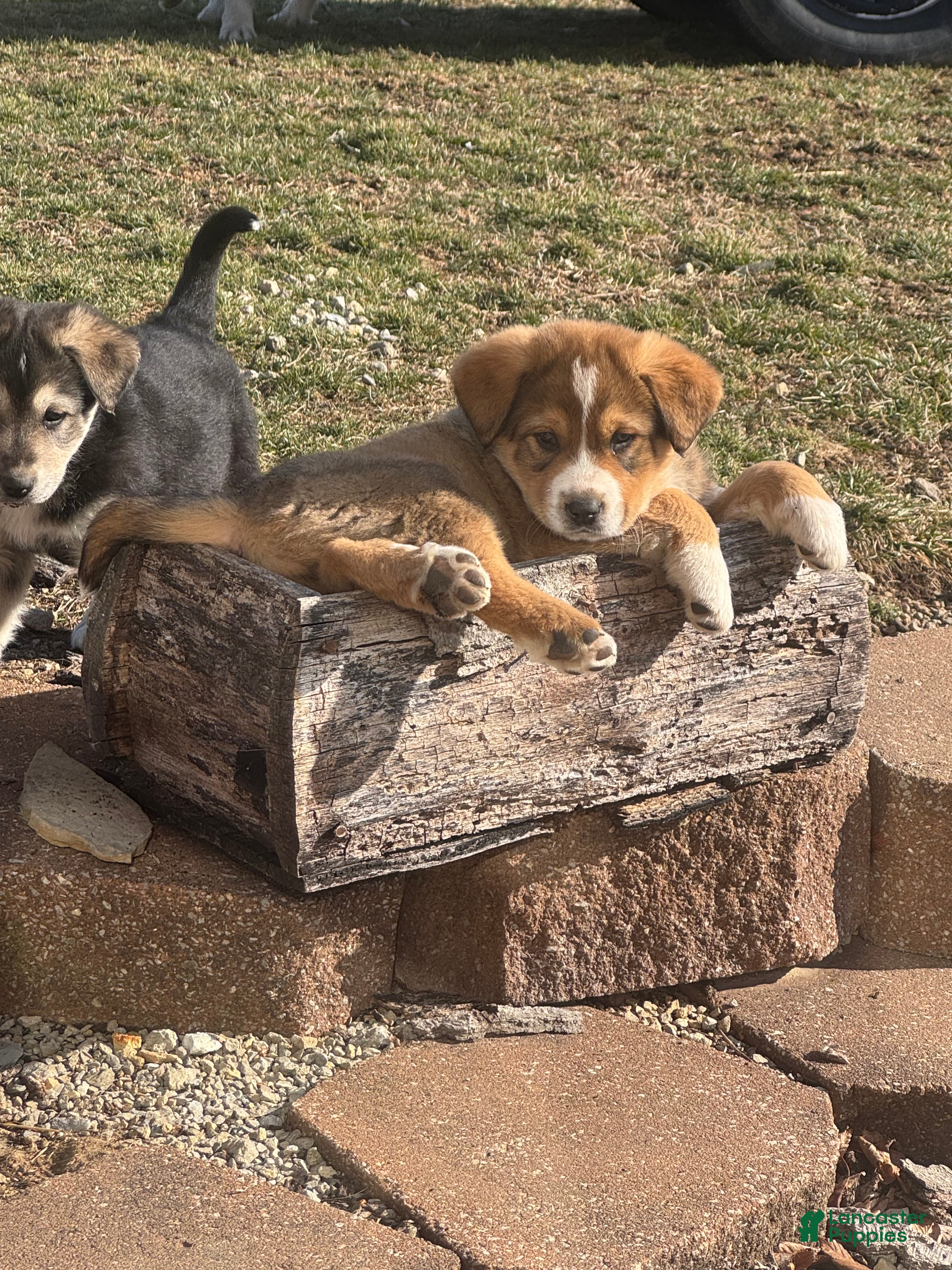 Mixed Breed dogs Jasper - Ad 1