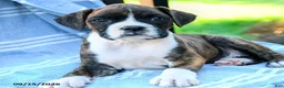 Boxer dogs for sale: Octavia - Ad 5