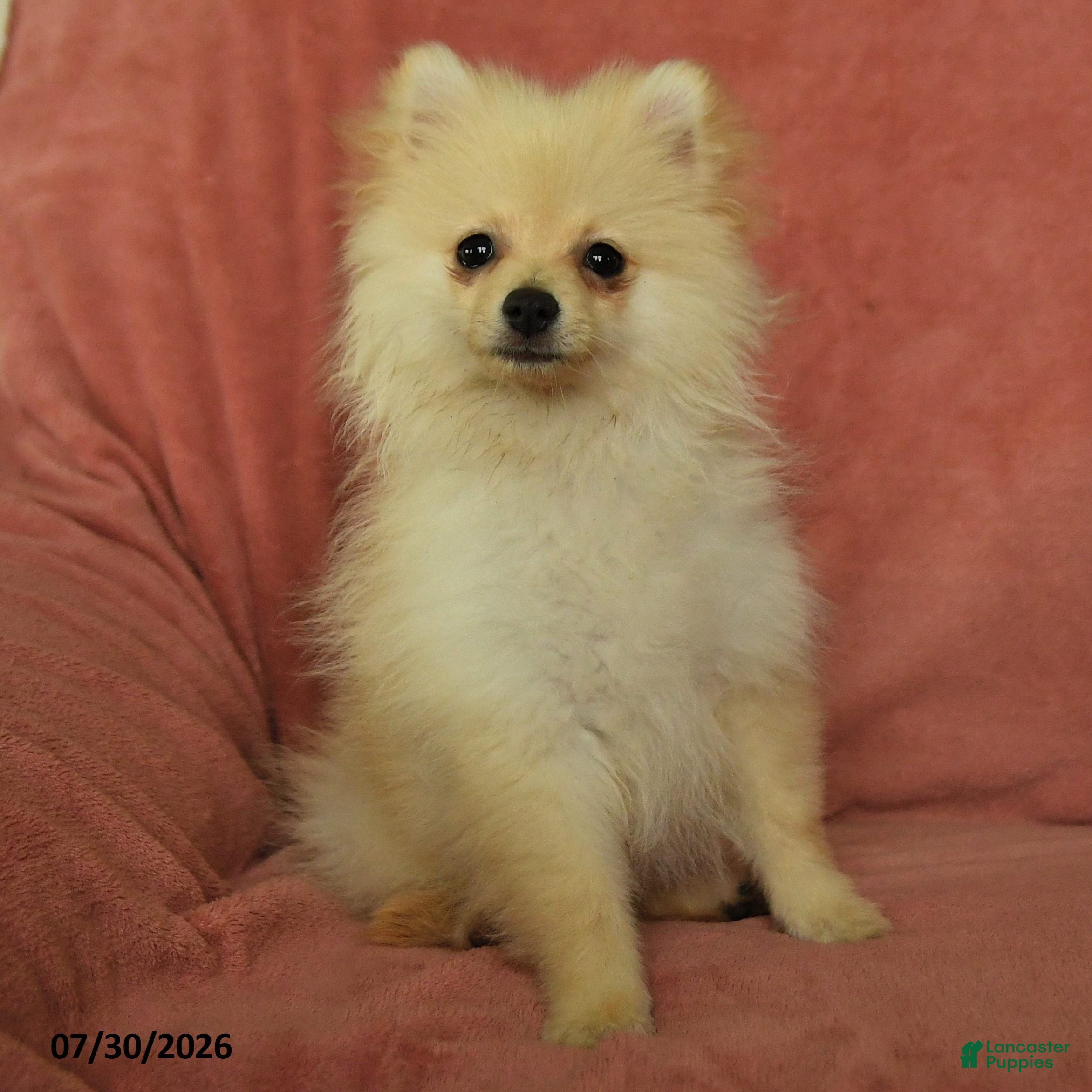 Pomeranian dogs Chester - Ad 1