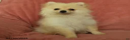 Pomeranian dogs for sale: Chester - Ad 1