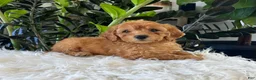 Mini Goldendoodle dogs for sale: Diego - Ad 3
