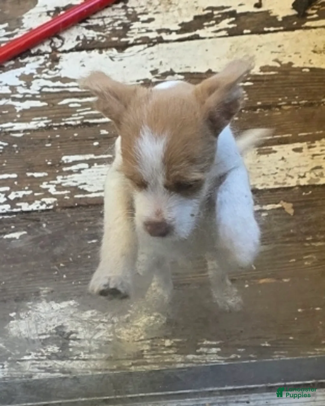Pomchi dogs for sale: Pomchi male Puppy 1 - Ad 2