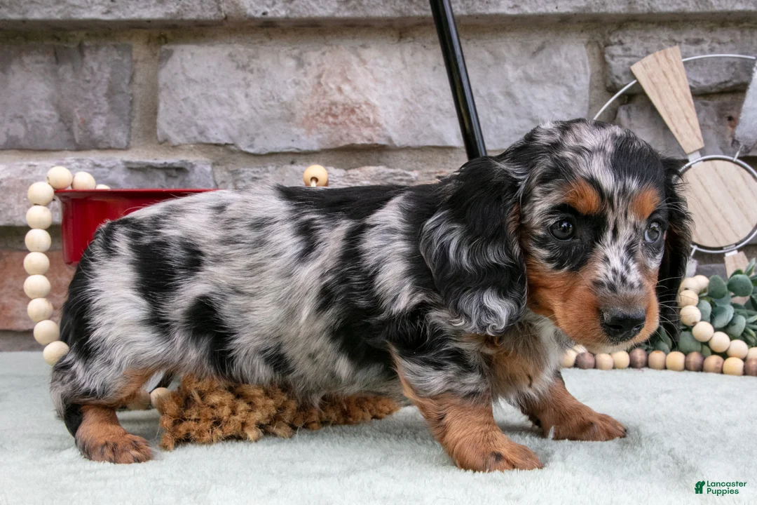 Miniature Dachshund dogs for sale: Myla - Ad 3