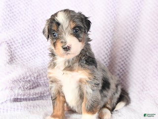 Mini Bernedoodle dogs Valentine - Ad 31