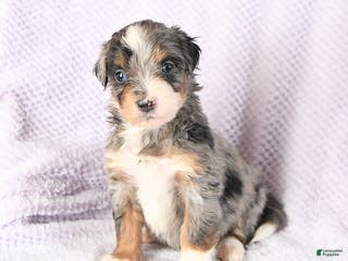 Mini Bernedoodle dogs Valentine - Ad 41