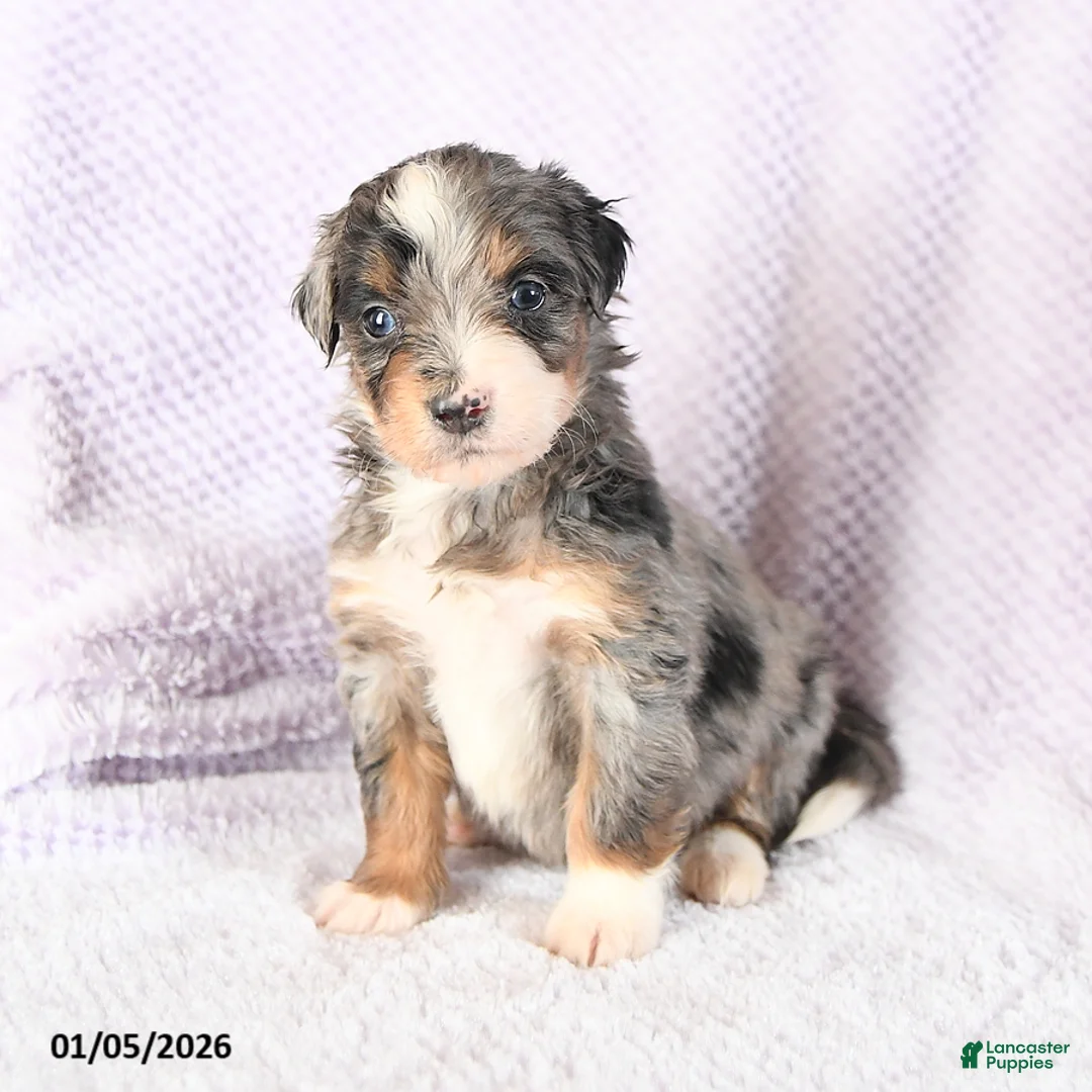 Mini Bernedoodle dogs for sale: Valentine - Ad 11