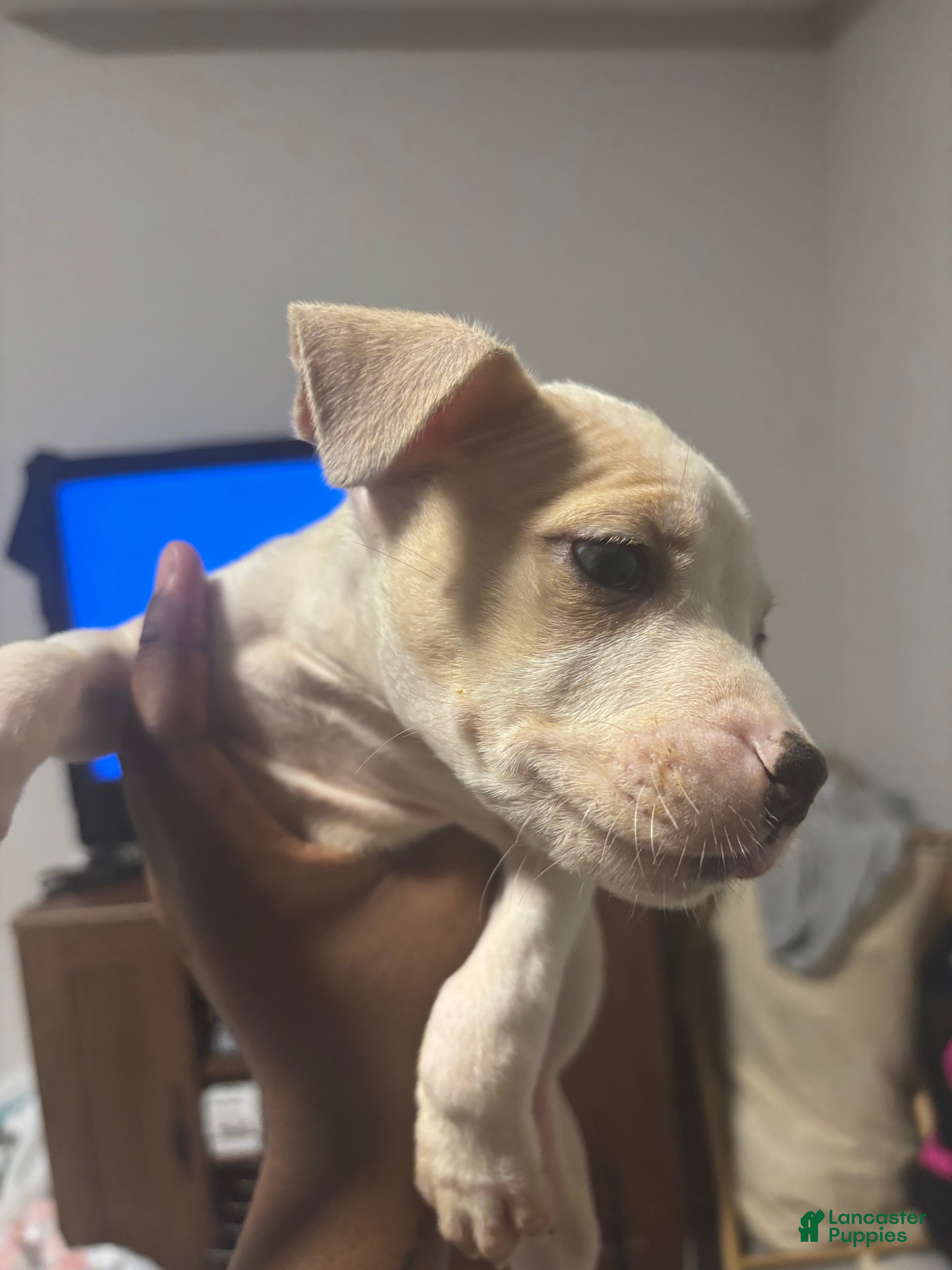American Pit Bull Terrier dogs American Pit Bull Terrier Puppy 7 - Ad 19