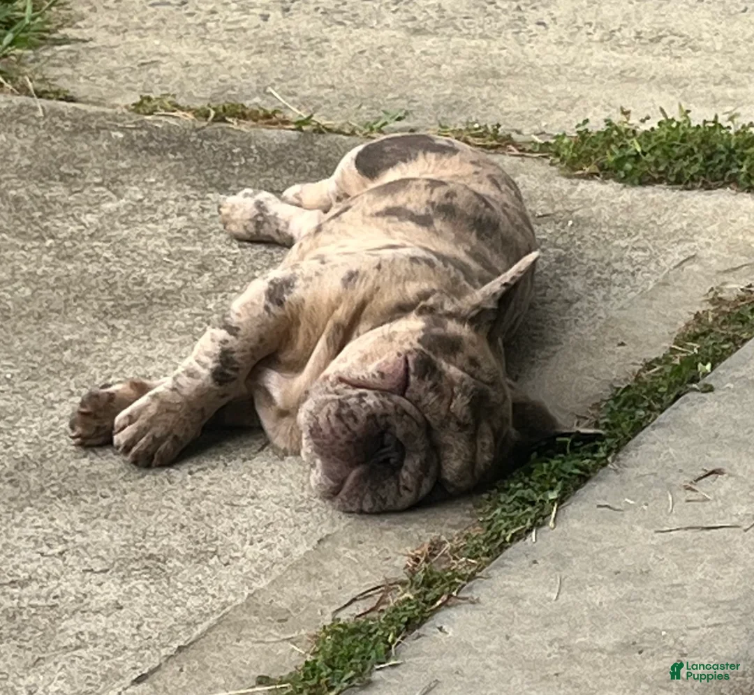 French Bulldog dogs for sale: French Bulldog Puppy 1 - Ad 2