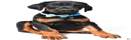 Doberman Pinscher dogs for sale: Bo - Ad 6
