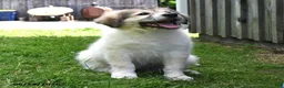 Mixed Breed dogs for sale: Bowan - Ad 5