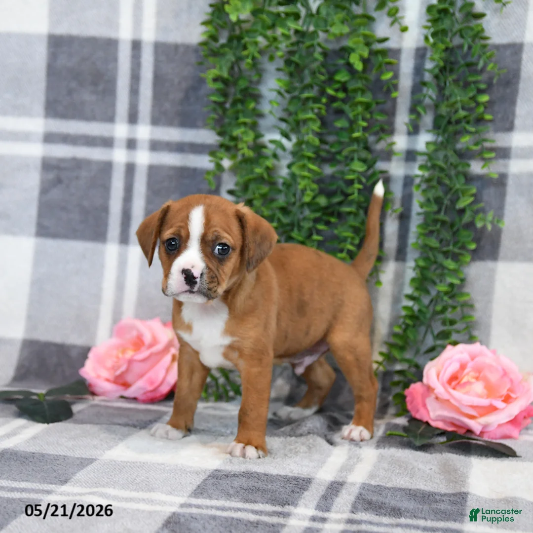 Mixed Breed dogs for sale: Gordon - Ad 2